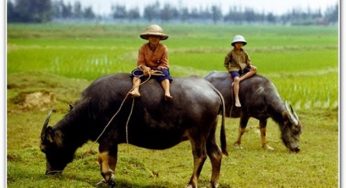 Hướng phòng khách cho gia chủ tuổi Tân Mùi tài lộc đầy nhà